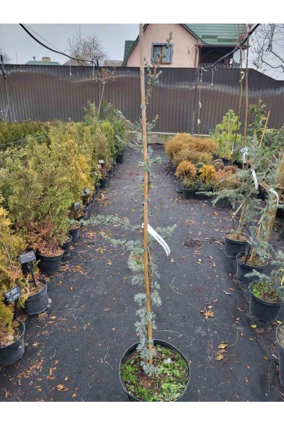 Саджанець Кедр ліванський Альт Ла Фонтейн